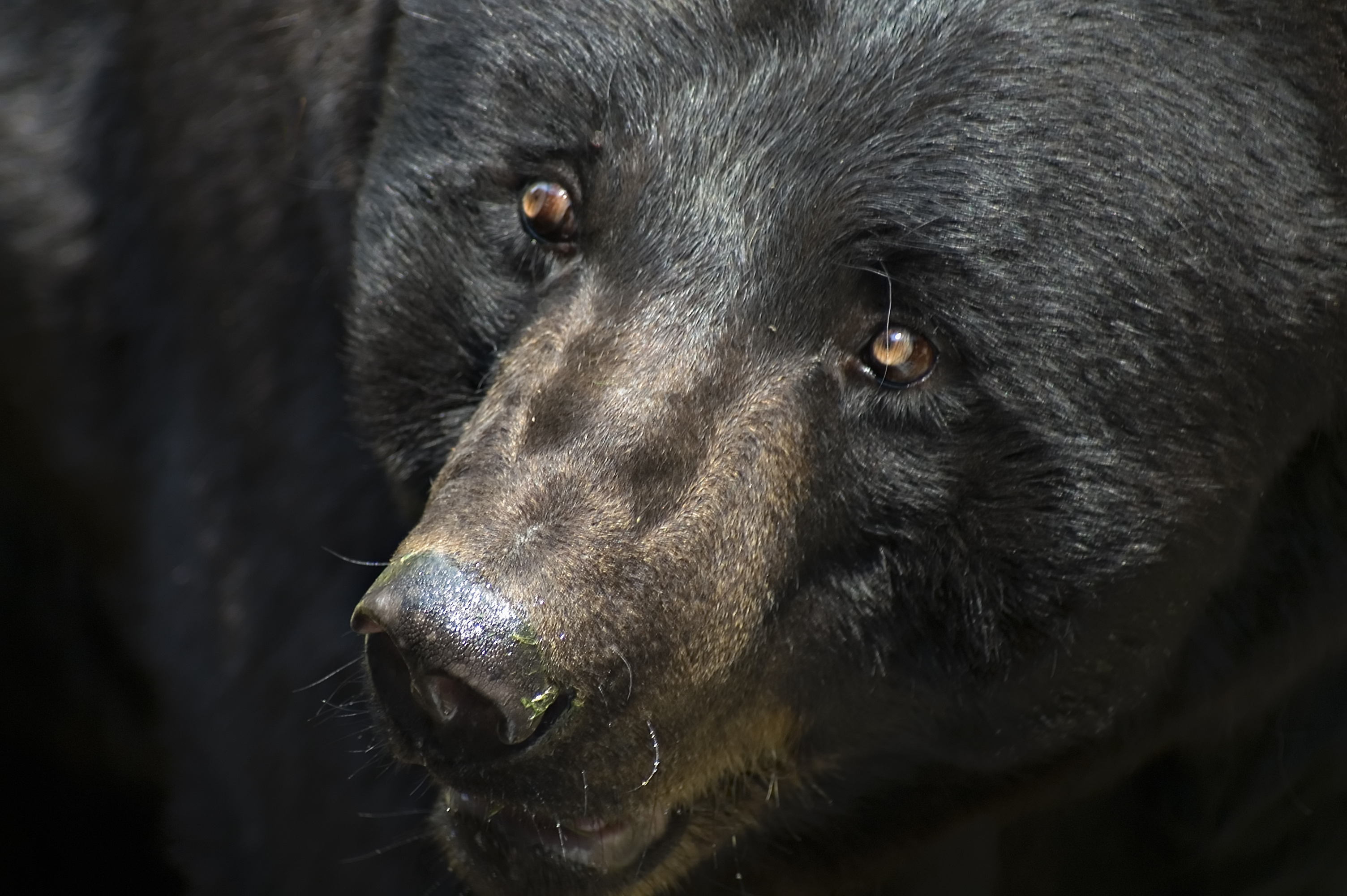black-bear-close-up.jpg